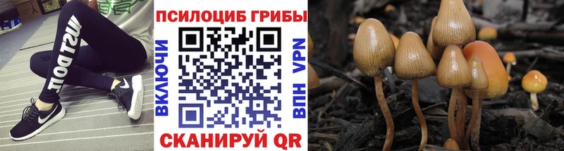 OMG маркетплейс Дагестанские Огни Галлюциногенные грибы Psilocybine cubensis
